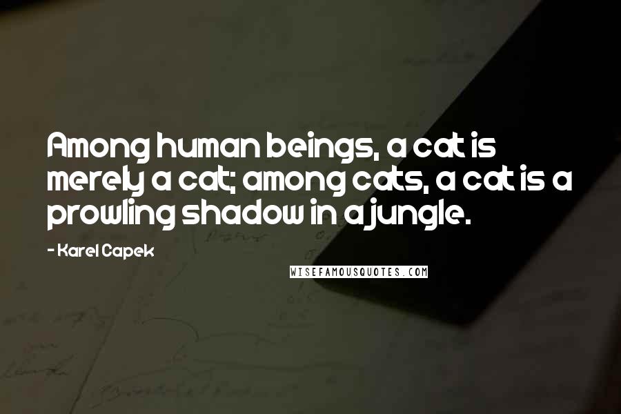 Karel Capek Quotes: Among human beings, a cat is merely a cat; among cats, a cat is a prowling shadow in a jungle.