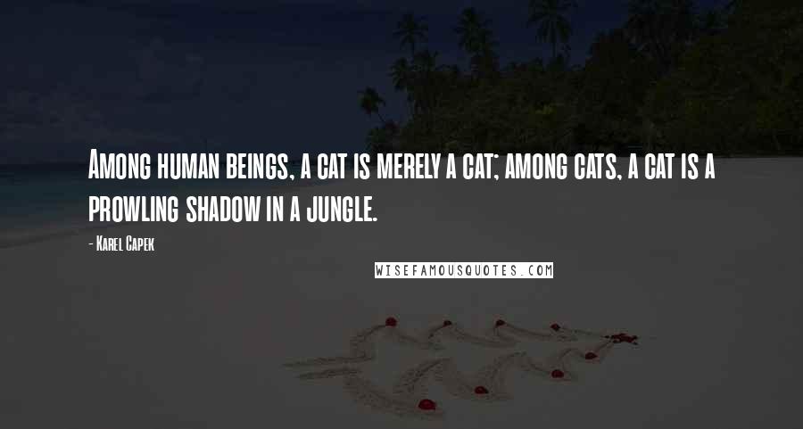 Karel Capek Quotes: Among human beings, a cat is merely a cat; among cats, a cat is a prowling shadow in a jungle.