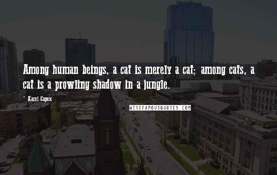 Karel Capek Quotes: Among human beings, a cat is merely a cat; among cats, a cat is a prowling shadow in a jungle.