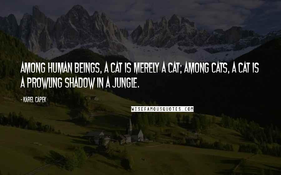 Karel Capek Quotes: Among human beings, a cat is merely a cat; among cats, a cat is a prowling shadow in a jungle.