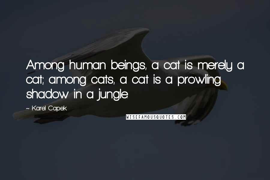 Karel Capek Quotes: Among human beings, a cat is merely a cat; among cats, a cat is a prowling shadow in a jungle.