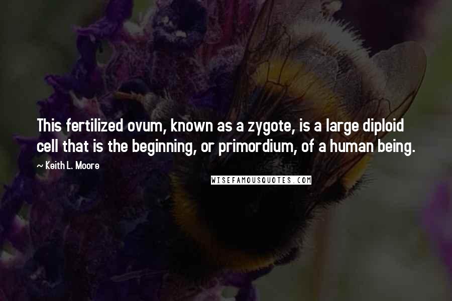 Keith L. Moore Quotes: This fertilized ovum, known as a zygote, is a large diploid cell that is the beginning, or primordium, of a human being.