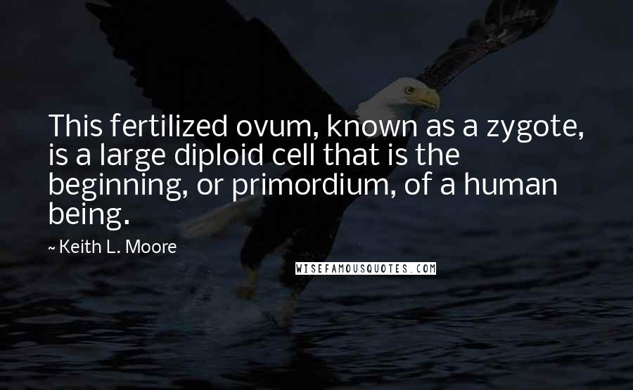 Keith L. Moore Quotes: This fertilized ovum, known as a zygote, is a large diploid cell that is the beginning, or primordium, of a human being.