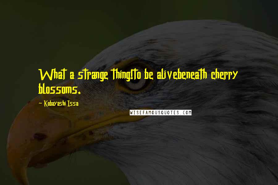Kobayashi Issa Quotes: What a strange thing!to be alivebeneath cherry blossoms.