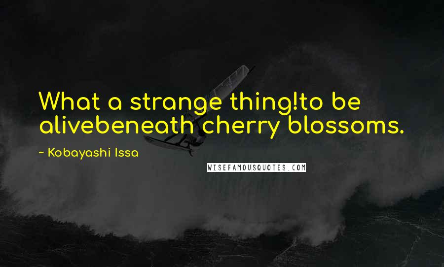 Kobayashi Issa Quotes: What a strange thing!to be alivebeneath cherry blossoms.