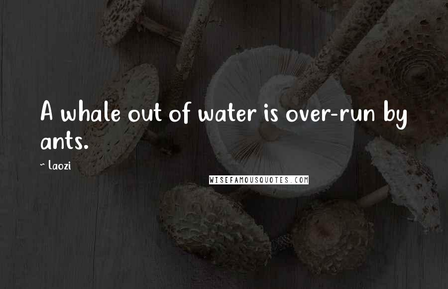 Laozi Quotes: A whale out of water is over-run by ants.