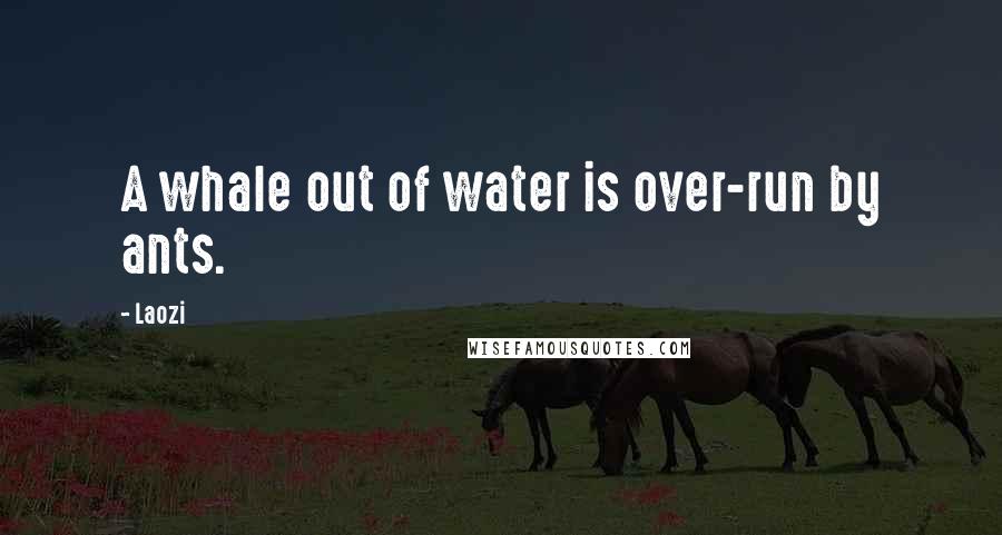 Laozi Quotes: A whale out of water is over-run by ants.