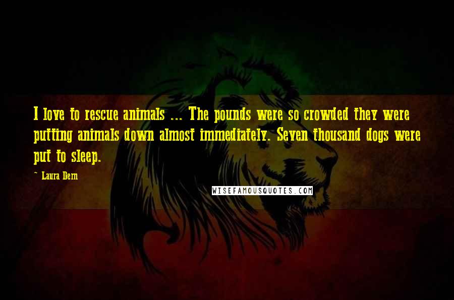 Laura Dern Quotes: I love to rescue animals ... The pounds were so crowded they were putting animals down almost immediately. Seven thousand dogs were put to sleep.