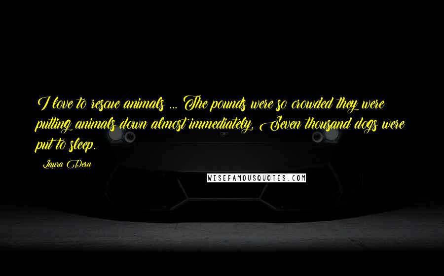 Laura Dern Quotes: I love to rescue animals ... The pounds were so crowded they were putting animals down almost immediately. Seven thousand dogs were put to sleep.