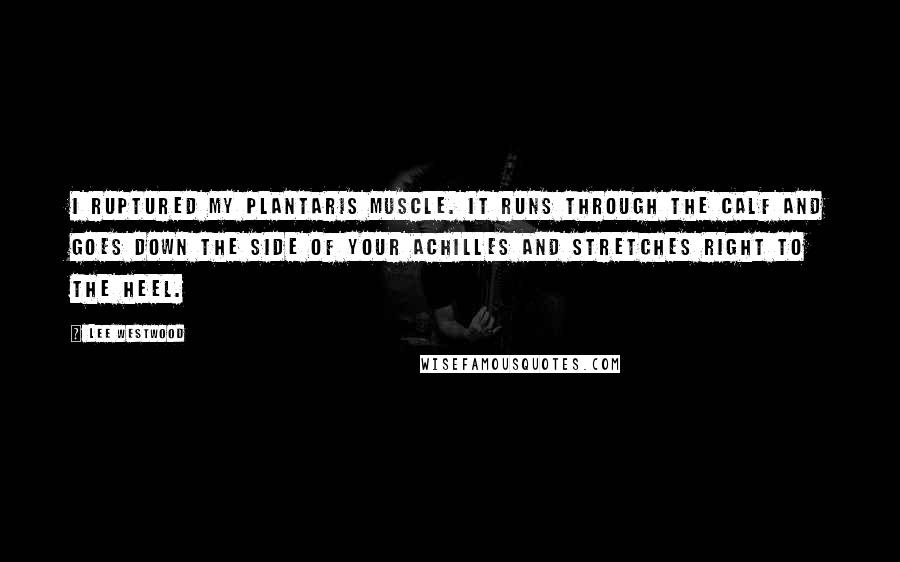 Lee Westwood Quotes: I ruptured my plantaris muscle. It runs through the calf and goes down the side of your achilles and stretches right to the heel.