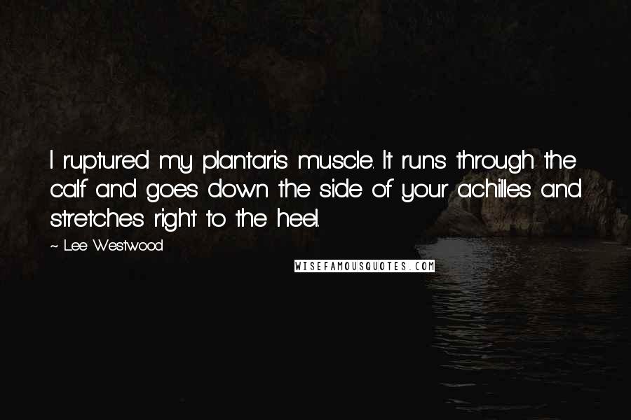 Lee Westwood Quotes: I ruptured my plantaris muscle. It runs through the calf and goes down the side of your achilles and stretches right to the heel.