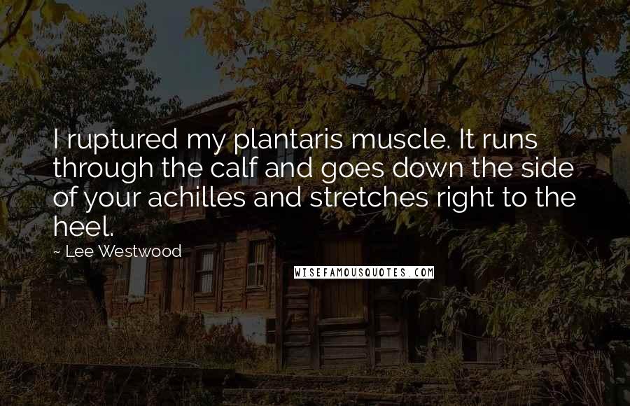 Lee Westwood Quotes: I ruptured my plantaris muscle. It runs through the calf and goes down the side of your achilles and stretches right to the heel.