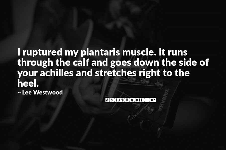 Lee Westwood Quotes: I ruptured my plantaris muscle. It runs through the calf and goes down the side of your achilles and stretches right to the heel.