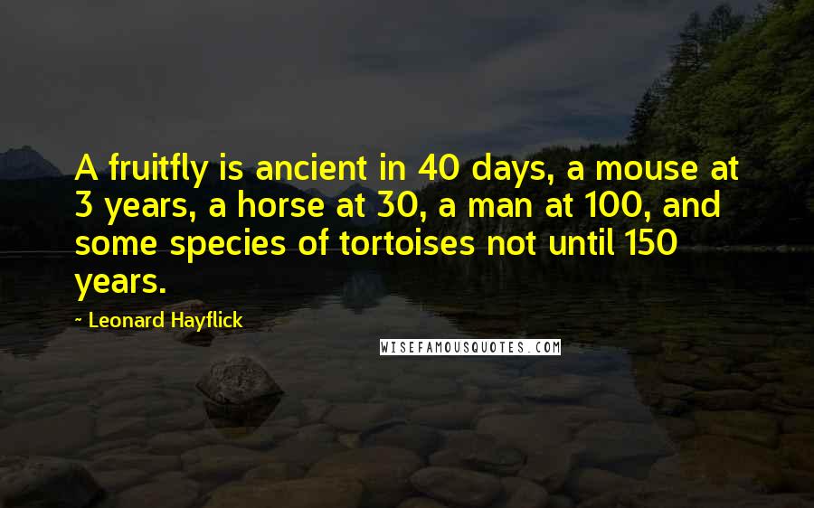 Leonard Hayflick Quotes: A fruitfly is ancient in 40 days, a mouse at 3 years, a horse at 30, a man at 100, and some species of tortoises not until 150 years.