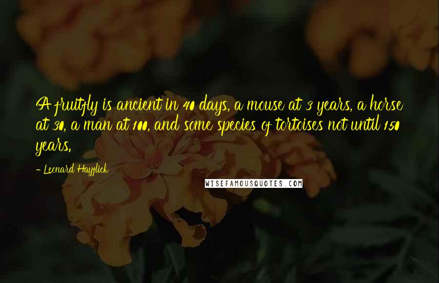 Leonard Hayflick Quotes: A fruitfly is ancient in 40 days, a mouse at 3 years, a horse at 30, a man at 100, and some species of tortoises not until 150 years.