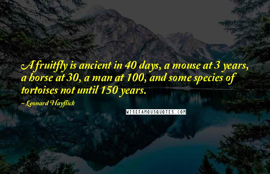 Leonard Hayflick Quotes: A fruitfly is ancient in 40 days, a mouse at 3 years, a horse at 30, a man at 100, and some species of tortoises not until 150 years.