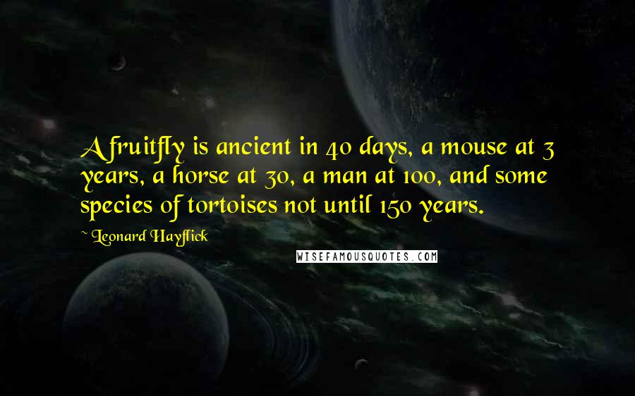 Leonard Hayflick Quotes: A fruitfly is ancient in 40 days, a mouse at 3 years, a horse at 30, a man at 100, and some species of tortoises not until 150 years.