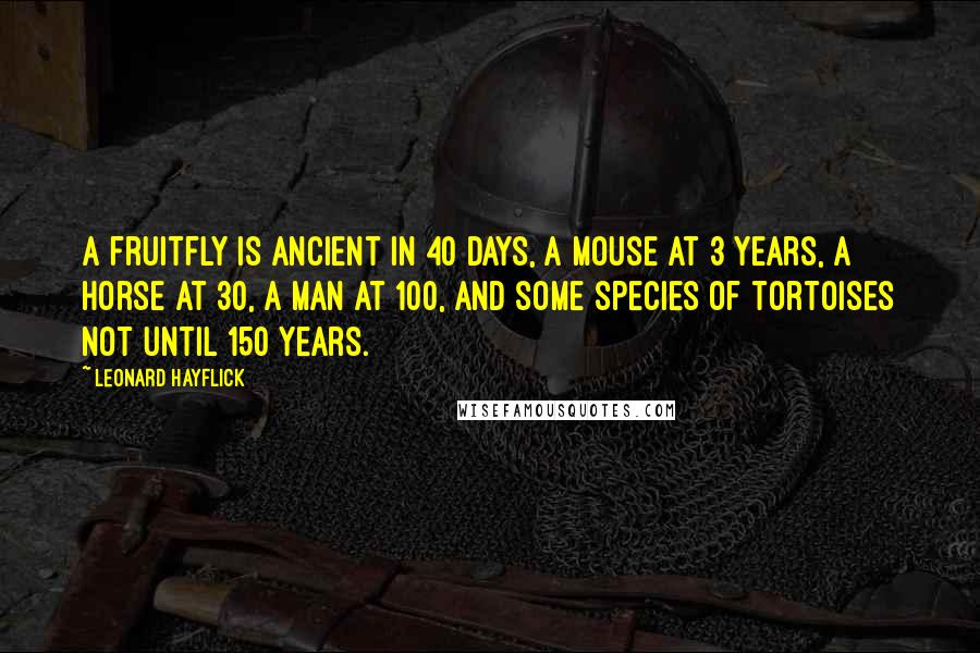 Leonard Hayflick Quotes: A fruitfly is ancient in 40 days, a mouse at 3 years, a horse at 30, a man at 100, and some species of tortoises not until 150 years.