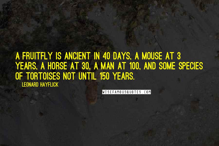 Leonard Hayflick Quotes: A fruitfly is ancient in 40 days, a mouse at 3 years, a horse at 30, a man at 100, and some species of tortoises not until 150 years.