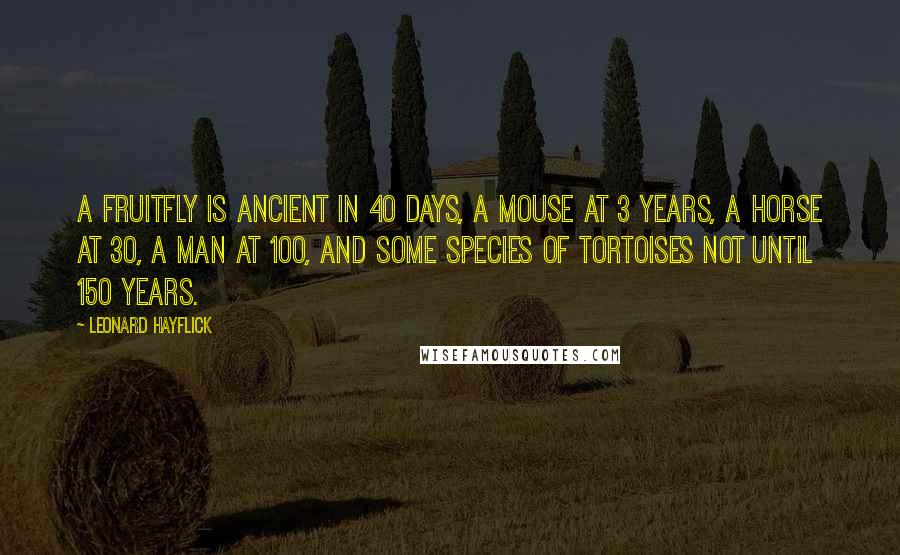 Leonard Hayflick Quotes: A fruitfly is ancient in 40 days, a mouse at 3 years, a horse at 30, a man at 100, and some species of tortoises not until 150 years.