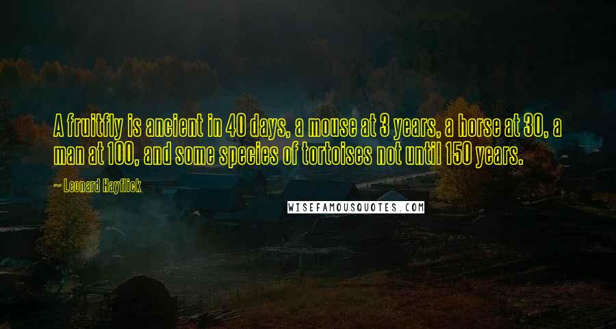 Leonard Hayflick Quotes: A fruitfly is ancient in 40 days, a mouse at 3 years, a horse at 30, a man at 100, and some species of tortoises not until 150 years.