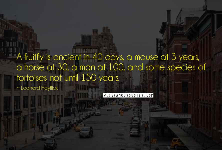 Leonard Hayflick Quotes: A fruitfly is ancient in 40 days, a mouse at 3 years, a horse at 30, a man at 100, and some species of tortoises not until 150 years.