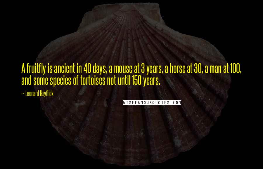 Leonard Hayflick Quotes: A fruitfly is ancient in 40 days, a mouse at 3 years, a horse at 30, a man at 100, and some species of tortoises not until 150 years.