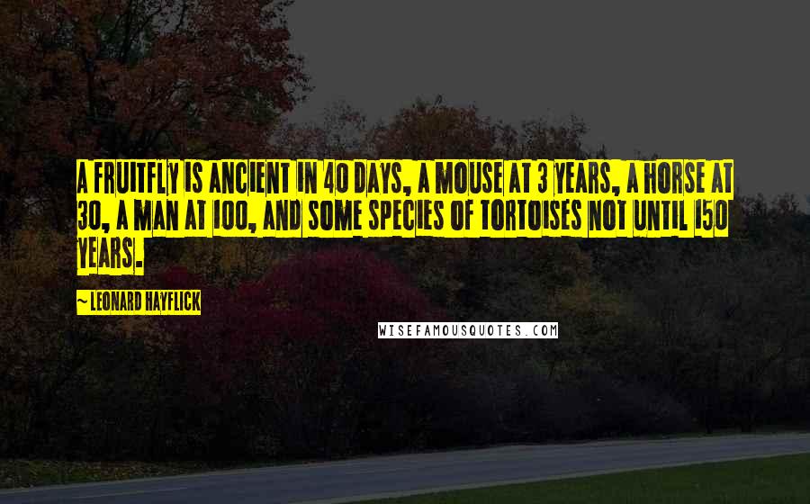 Leonard Hayflick Quotes: A fruitfly is ancient in 40 days, a mouse at 3 years, a horse at 30, a man at 100, and some species of tortoises not until 150 years.