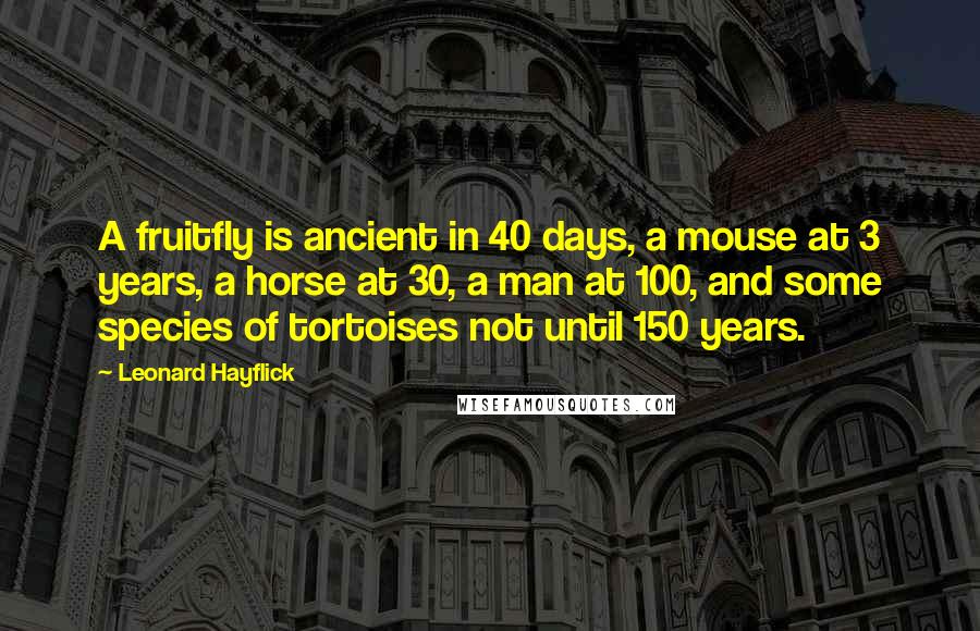 Leonard Hayflick Quotes: A fruitfly is ancient in 40 days, a mouse at 3 years, a horse at 30, a man at 100, and some species of tortoises not until 150 years.