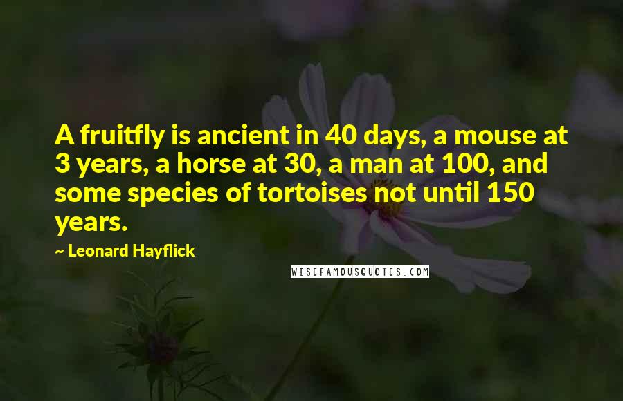 Leonard Hayflick Quotes: A fruitfly is ancient in 40 days, a mouse at 3 years, a horse at 30, a man at 100, and some species of tortoises not until 150 years.