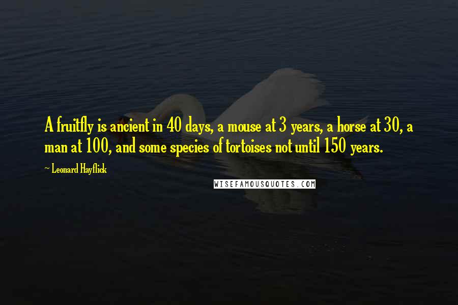 Leonard Hayflick Quotes: A fruitfly is ancient in 40 days, a mouse at 3 years, a horse at 30, a man at 100, and some species of tortoises not until 150 years.