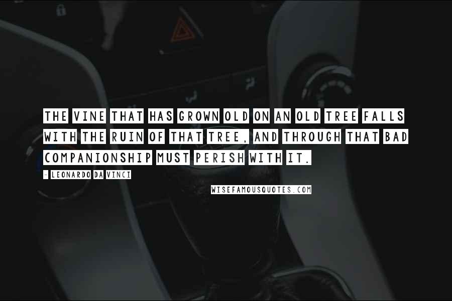 Leonardo Da Vinci Quotes: The vine that has grown old on an old tree falls with the ruin of that tree, and through that bad companionship must perish with it.