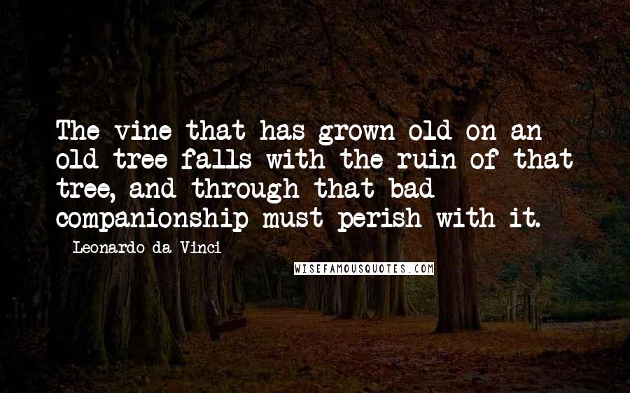 Leonardo Da Vinci Quotes: The vine that has grown old on an old tree falls with the ruin of that tree, and through that bad companionship must perish with it.