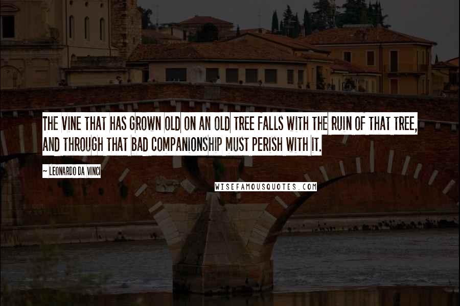 Leonardo Da Vinci Quotes: The vine that has grown old on an old tree falls with the ruin of that tree, and through that bad companionship must perish with it.