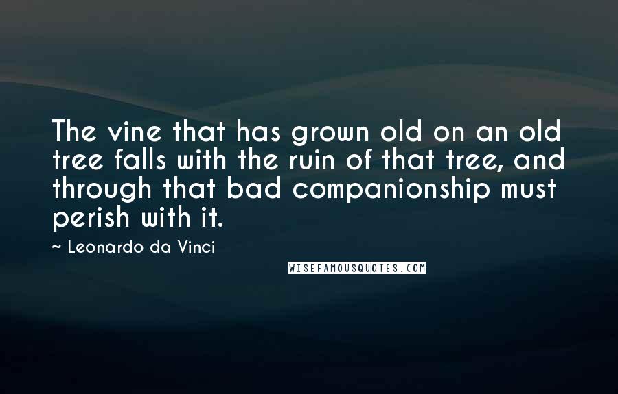 Leonardo Da Vinci Quotes: The vine that has grown old on an old tree falls with the ruin of that tree, and through that bad companionship must perish with it.