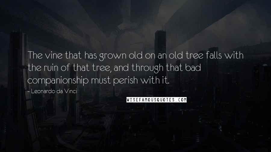 Leonardo Da Vinci Quotes: The vine that has grown old on an old tree falls with the ruin of that tree, and through that bad companionship must perish with it.