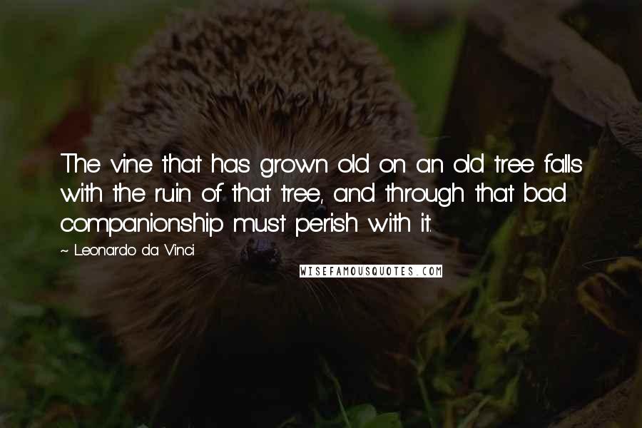 Leonardo Da Vinci Quotes: The vine that has grown old on an old tree falls with the ruin of that tree, and through that bad companionship must perish with it.