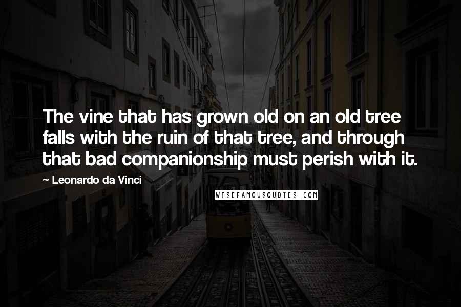 Leonardo Da Vinci Quotes: The vine that has grown old on an old tree falls with the ruin of that tree, and through that bad companionship must perish with it.