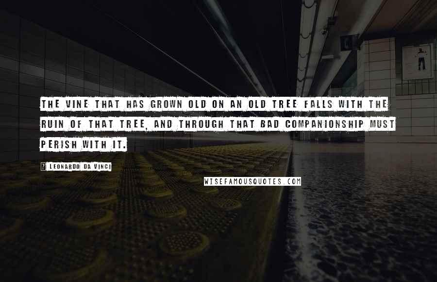 Leonardo Da Vinci Quotes: The vine that has grown old on an old tree falls with the ruin of that tree, and through that bad companionship must perish with it.