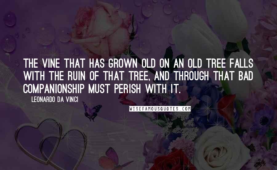 Leonardo Da Vinci Quotes: The vine that has grown old on an old tree falls with the ruin of that tree, and through that bad companionship must perish with it.