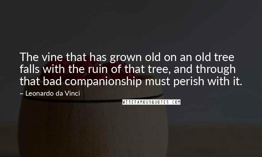 Leonardo Da Vinci Quotes: The vine that has grown old on an old tree falls with the ruin of that tree, and through that bad companionship must perish with it.