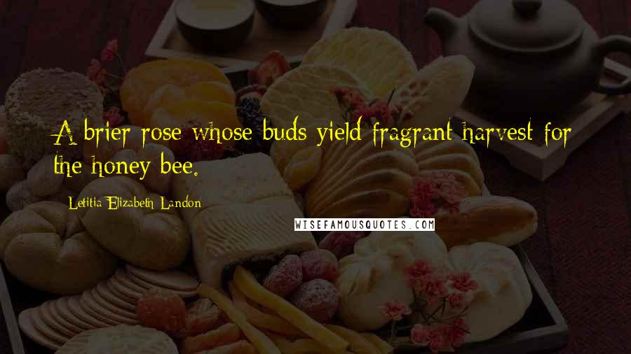Letitia Elizabeth Landon Quotes: A brier rose whose buds yield fragrant harvest for the honey bee.