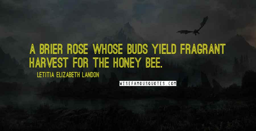 Letitia Elizabeth Landon Quotes: A brier rose whose buds yield fragrant harvest for the honey bee.