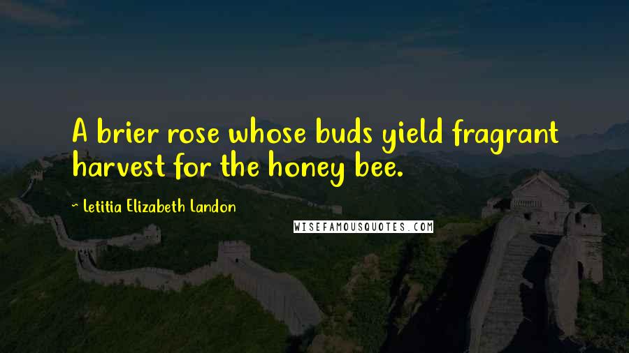 Letitia Elizabeth Landon Quotes: A brier rose whose buds yield fragrant harvest for the honey bee.