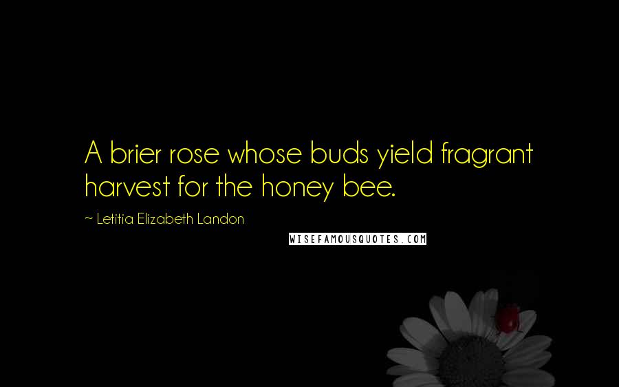 Letitia Elizabeth Landon Quotes: A brier rose whose buds yield fragrant harvest for the honey bee.
