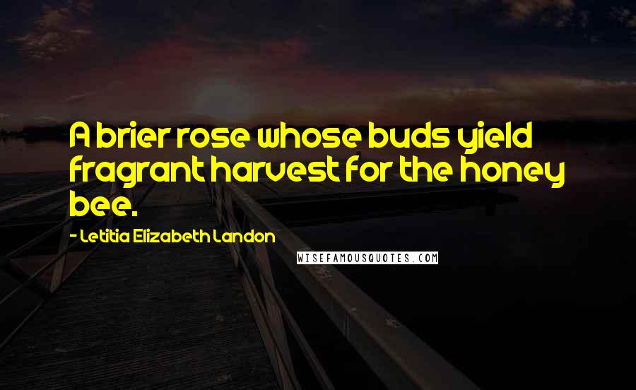 Letitia Elizabeth Landon Quotes: A brier rose whose buds yield fragrant harvest for the honey bee.