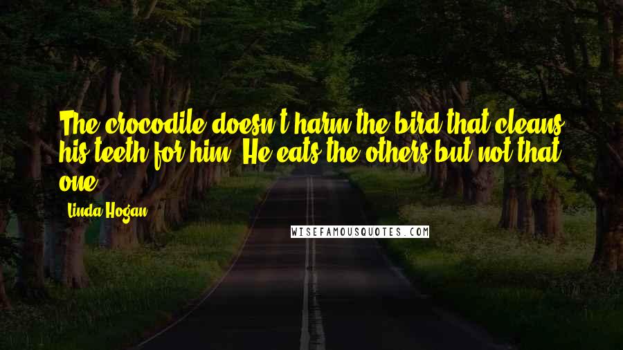 Linda Hogan Quotes: The crocodile doesn't harm the bird that cleans his teeth for him. He eats the others but not that one.