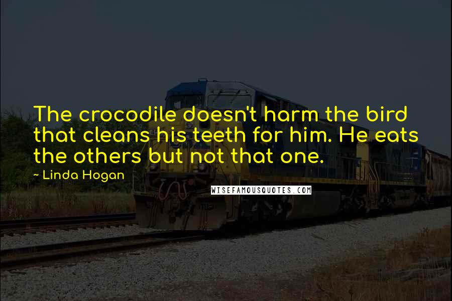 Linda Hogan Quotes: The crocodile doesn't harm the bird that cleans his teeth for him. He eats the others but not that one.