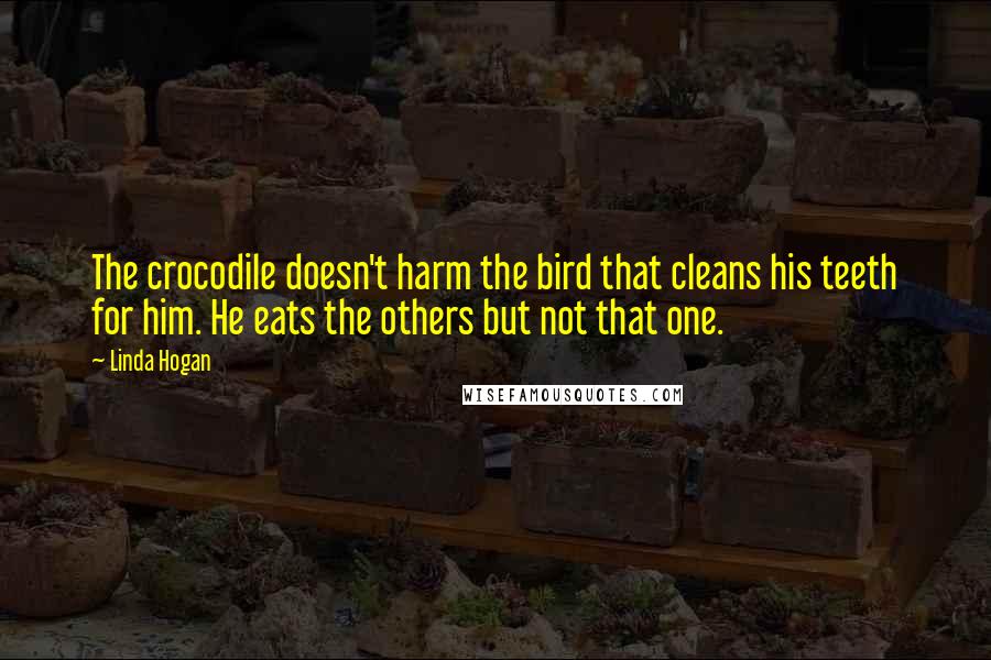 Linda Hogan Quotes: The crocodile doesn't harm the bird that cleans his teeth for him. He eats the others but not that one.