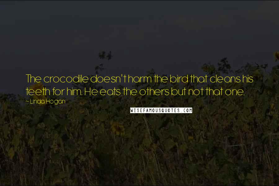 Linda Hogan Quotes: The crocodile doesn't harm the bird that cleans his teeth for him. He eats the others but not that one.